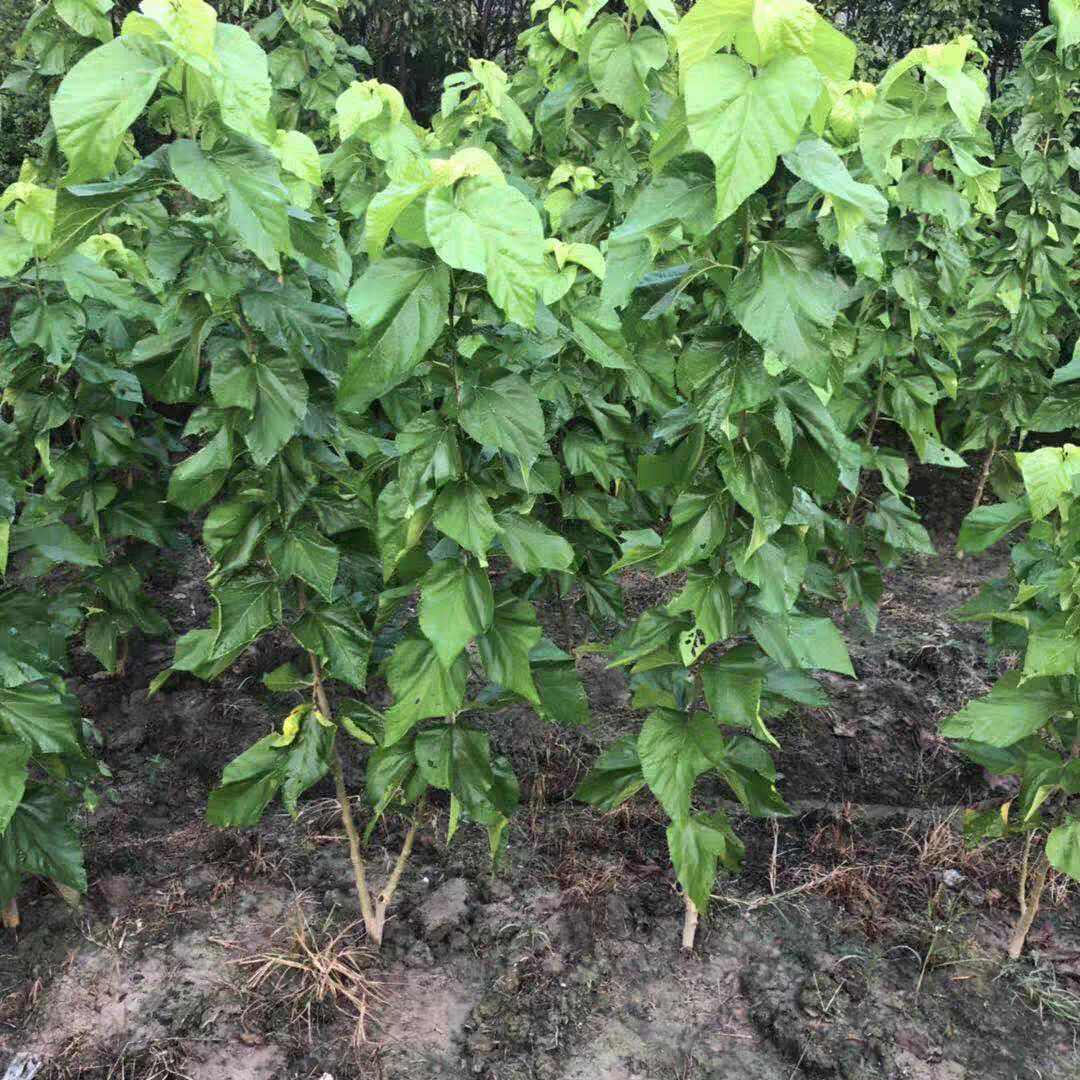 强桑一号 桑树苗 养蚕大叶桑  (今年嫁接高成活)