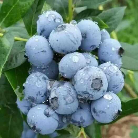 美登蓝莓