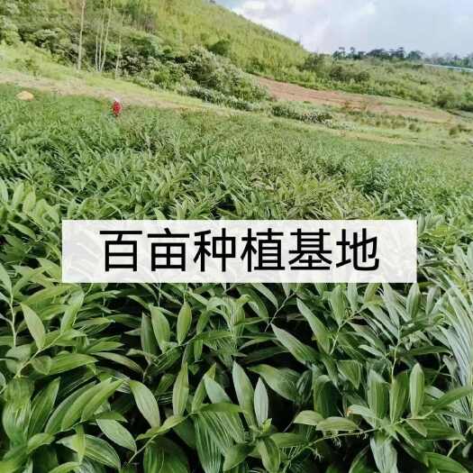 连州市玉竹片