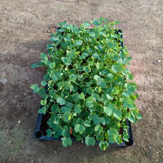 广州宫粉紫荊苗紫荊 庭院公园道路观花绿植 净化空气美观好养易活