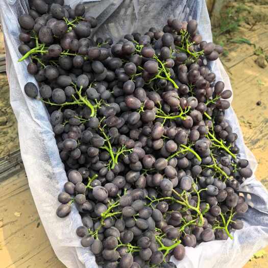 枣强县精品玫瑰香葡萄