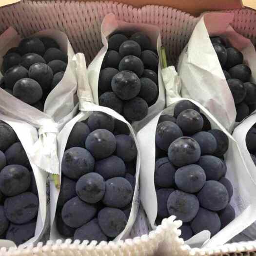 徐州新沂。巨峰甬优夏黑葡萄，品种齐全