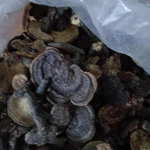六安大别山灵芝