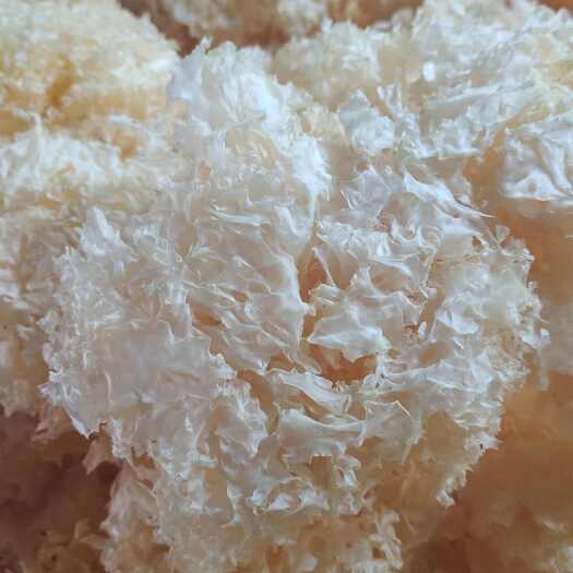 古田县古田银耳 雪花银耳 白银耳 无硫雪耳花产地一手货源 全国发货