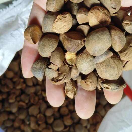 旌德县产地直销山油茶籽，出油率高