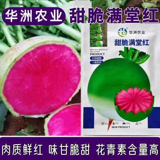 沭阳县【甜脆满堂红】心里美萝卜水果萝卜种子脆甜红心润喉水果型萝卜籽