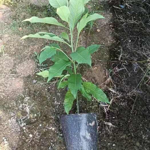 中杯黄兰苗