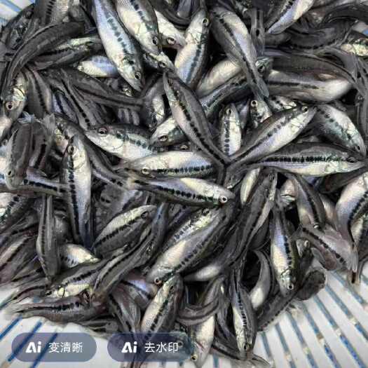 孝感长期销售鲈鱼苗