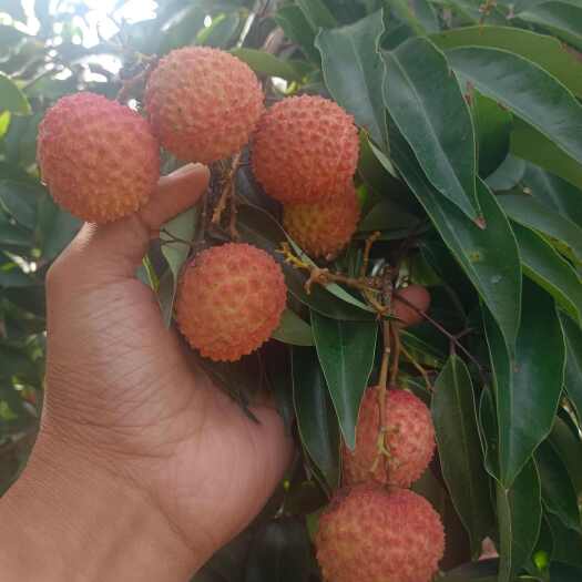 高州市茂名桂味荔枝大量上市、产地直发、承接各大市场商超电商。