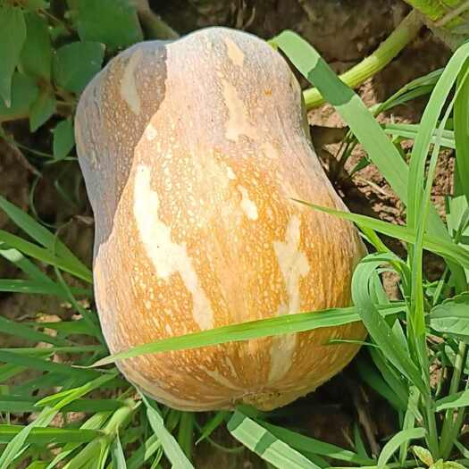 小金香