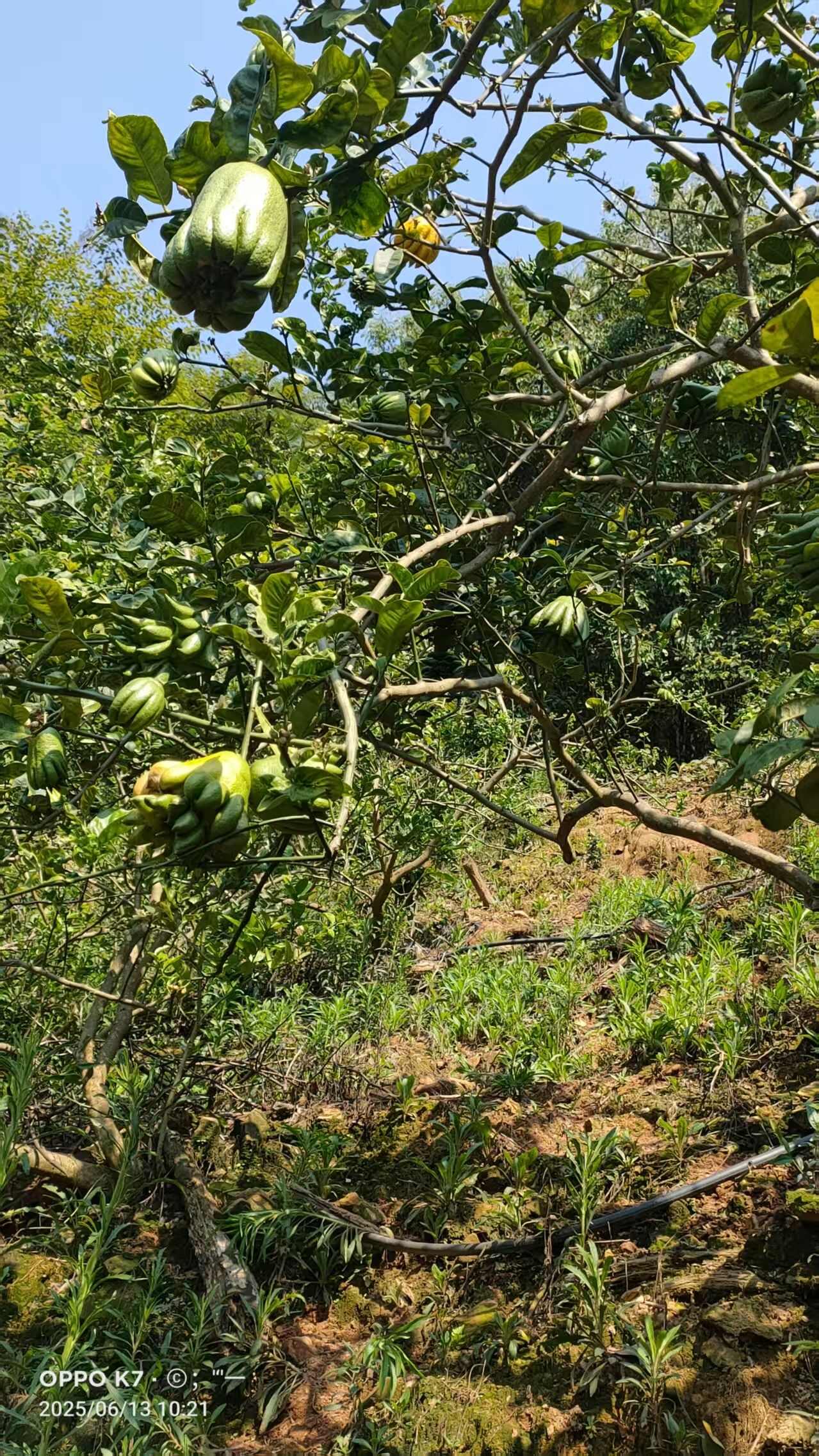 大量供应佛手通货