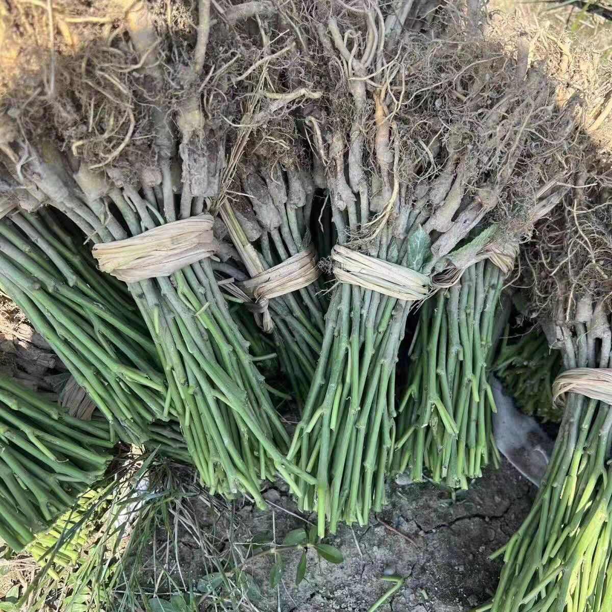 强桑一号 桑树苗 养蚕大叶桑  (今年嫁接高成活)