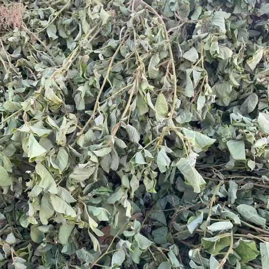 玉林新货上市金钱草