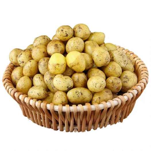 安丘市黄心小土豆现挖现卖