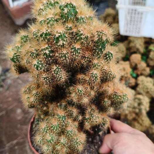 自根黄金山影