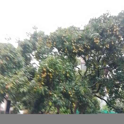广州广州从化荔枝