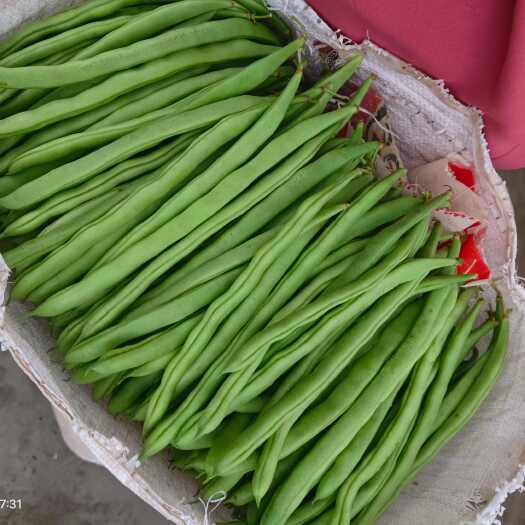 云南玉溪华宁新鲜四季豆批发直供 当日采摘豆菜类蔬菜