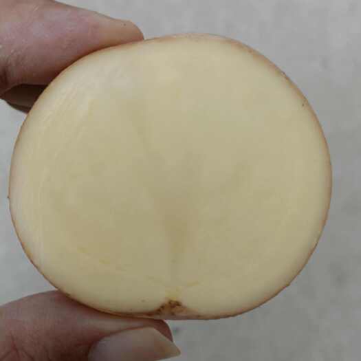 通许县河南开封新鲜土豆 黄皮黄心