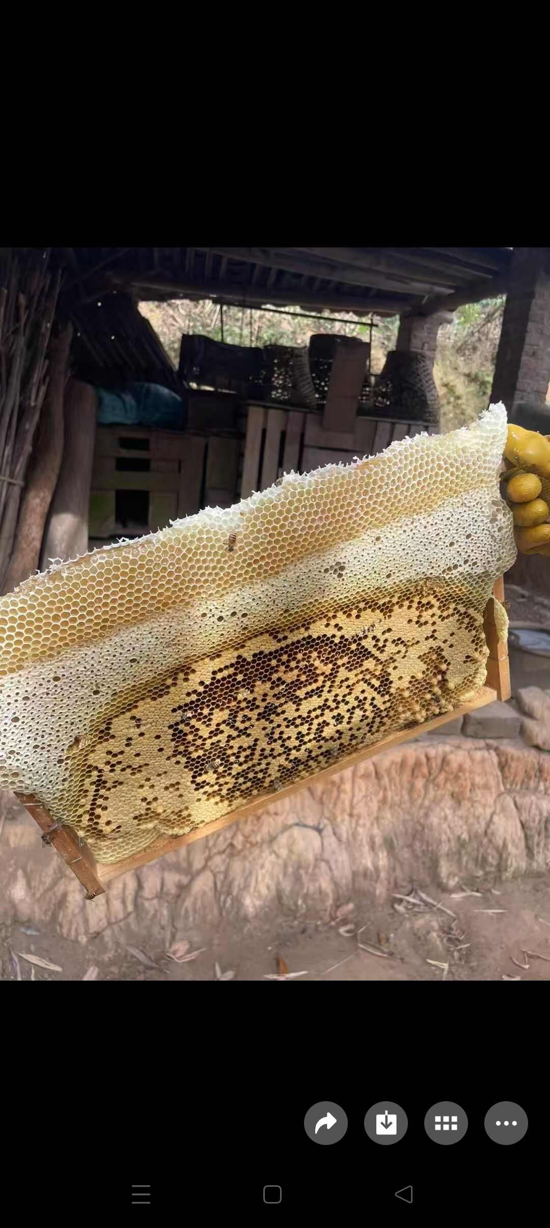 2025年农村土蜂蜜