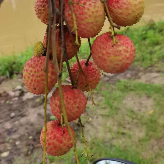 玉林桂味荔枝