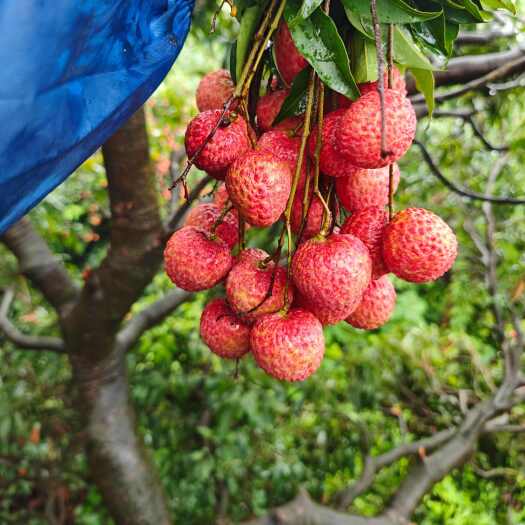 东莞市桂味荔枝、糯米糍、龙眼源头批发