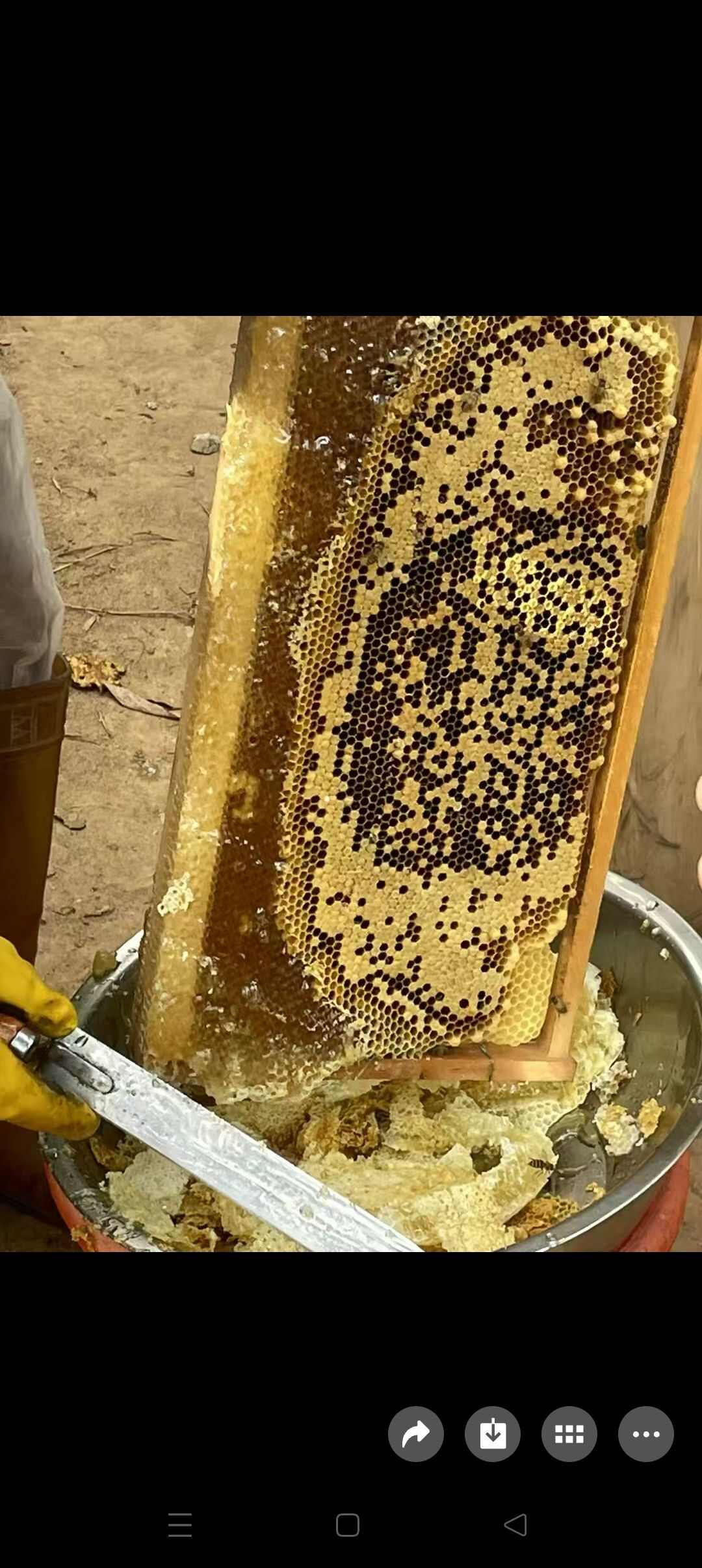 2025年农村土蜂蜜