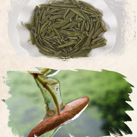 利川市利川高山莼菜直供！天然胶质满满，舌尖上的山珍鲜味速抢