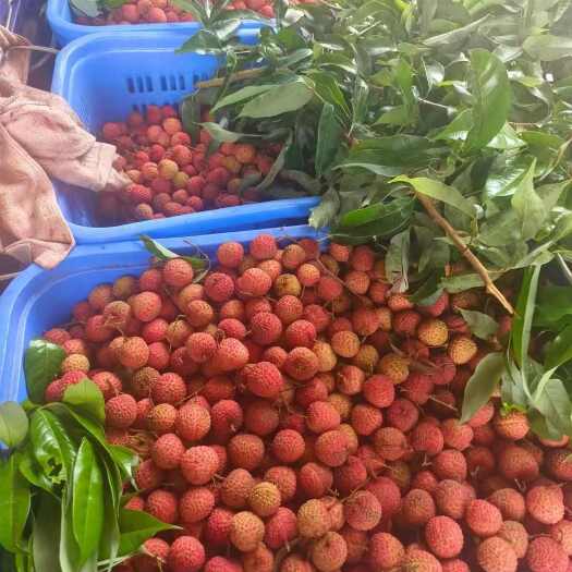 廉江市荔枝桂味