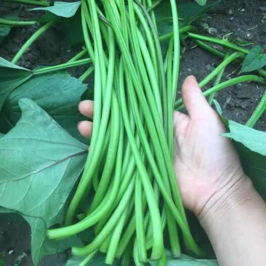 山东聊城新鲜红薯叶梗 绿色健康食材 批发零售一手货源产地直销