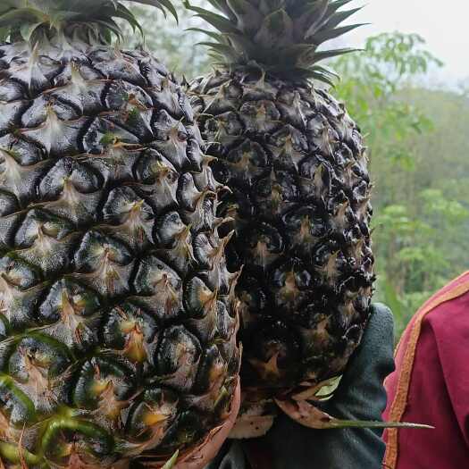 西双版纳凤梨，自产自销，需要的老板可以联系一下