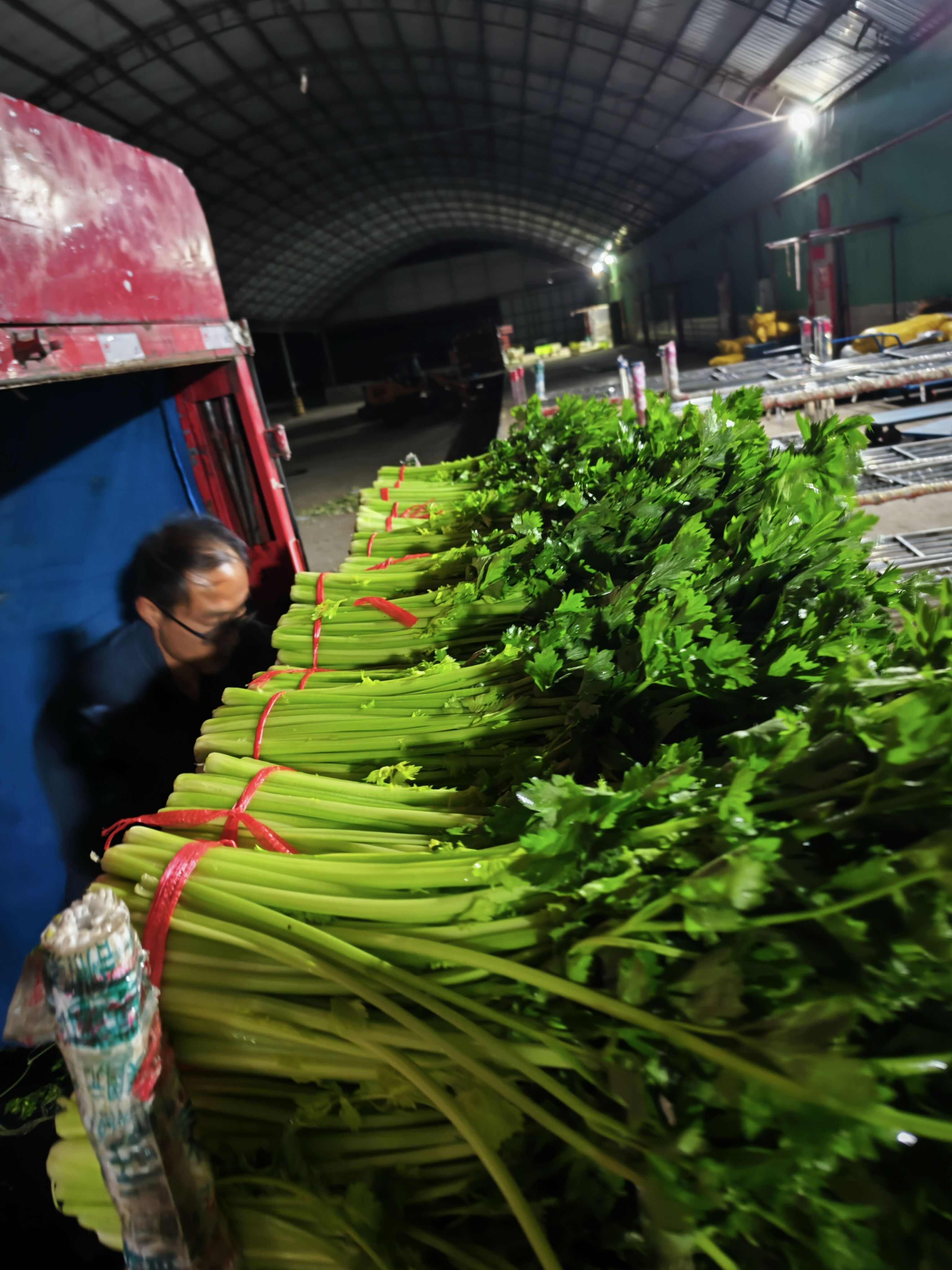 甘肃定西新鲜毛芹菜 绿色健康叶菜类蔬菜 安定区直发