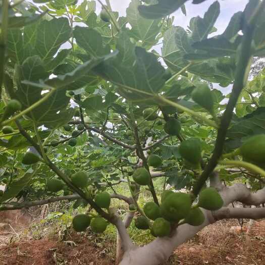 波姬红无花果