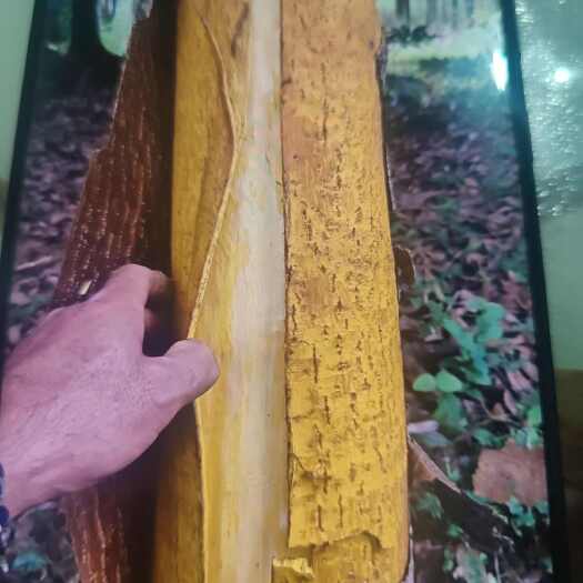 安顺黄柏皮  中药