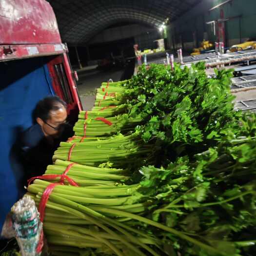甘肃定西新鲜毛芹菜 绿色健康叶菜类蔬菜 安定区直发