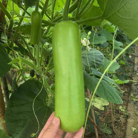 南昌县精品瓠瓜 大量可对接市场，电商。