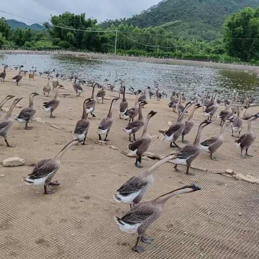 开平市马岗鹅