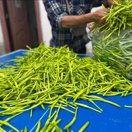 渠县渠县新鲜采摘黄花菜 产地直销