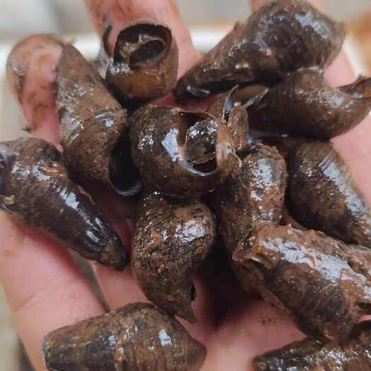 潮州山坑螺