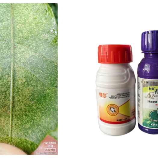 东莞市绢莎20%乙螨唑抗性红蜘蛛虫卵柑橘树杀卵杀螨农药杀螨剂