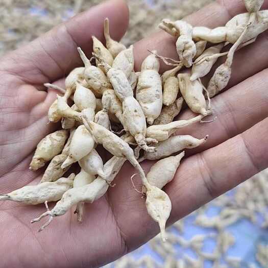 长阳县干麦冬