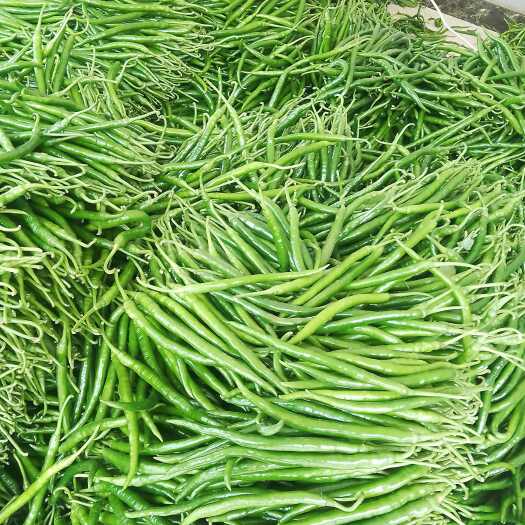 小辣椒