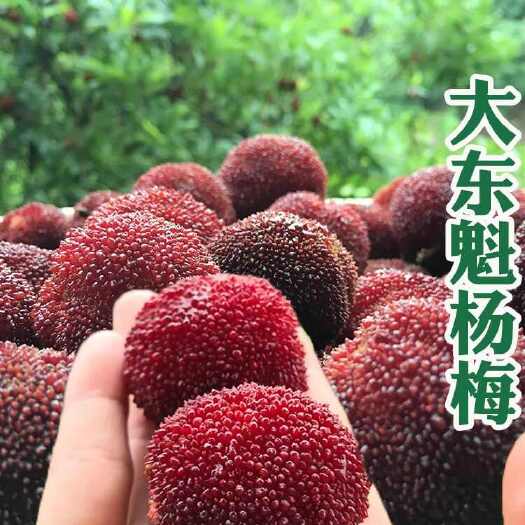 温岭市台州东魁杨梅