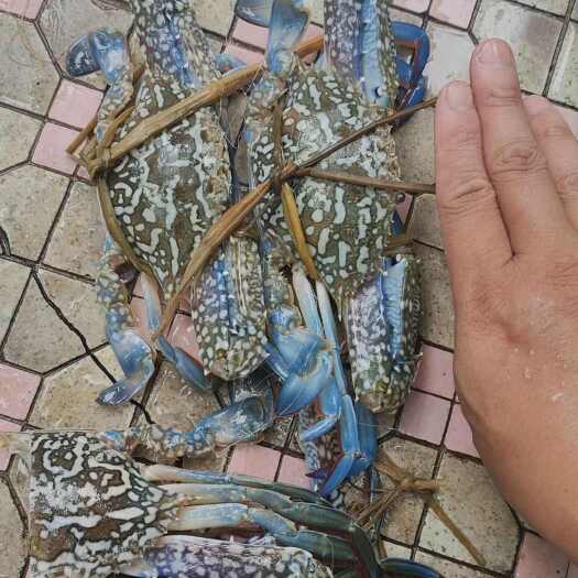 北海兰花蟹冻蟹