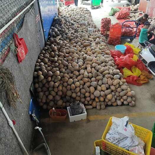 南宁广西小南瓜