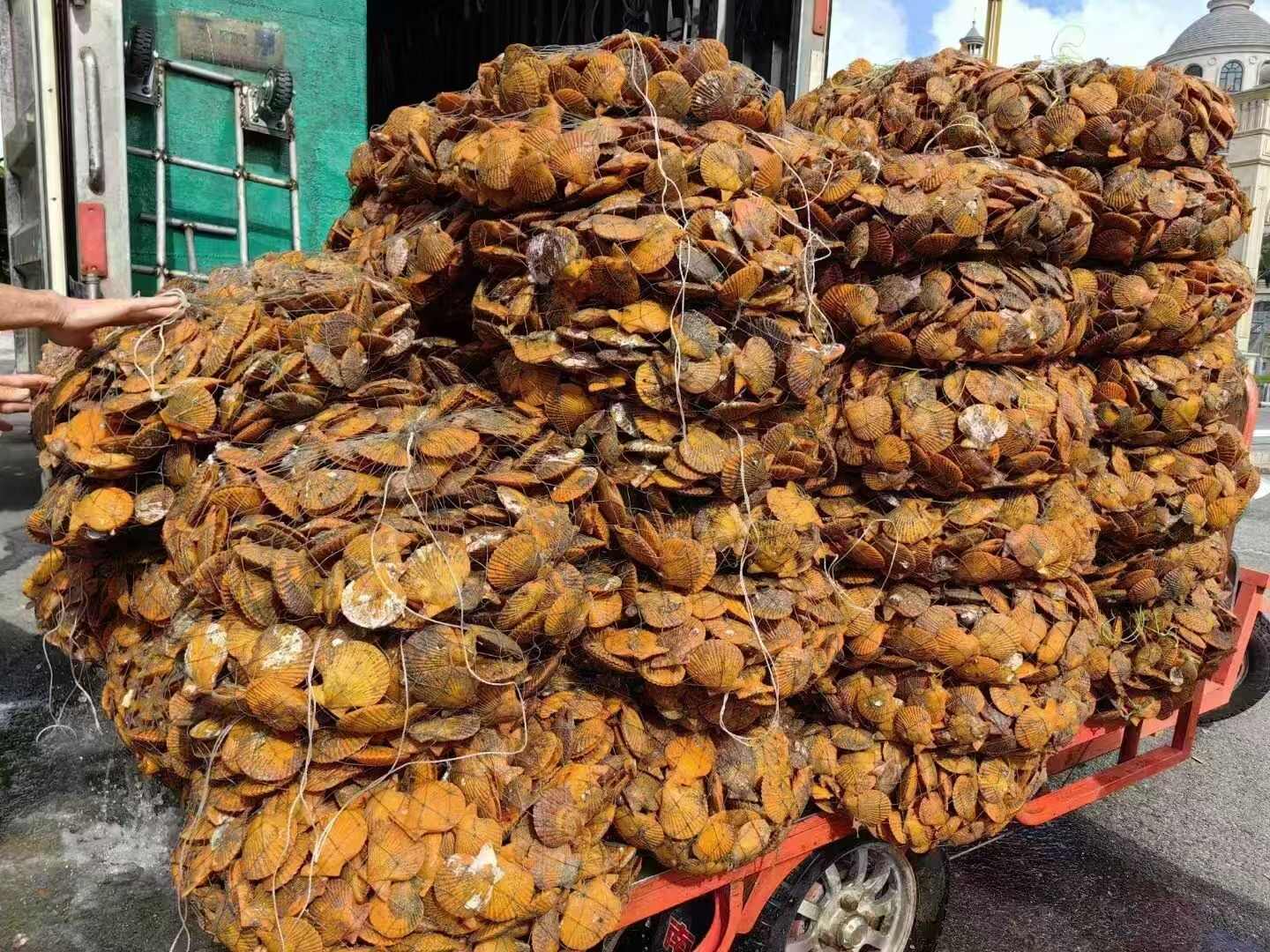 新鲜湛江黄金贝 产地直发霞山区 清甜嫩滑水产佳品
