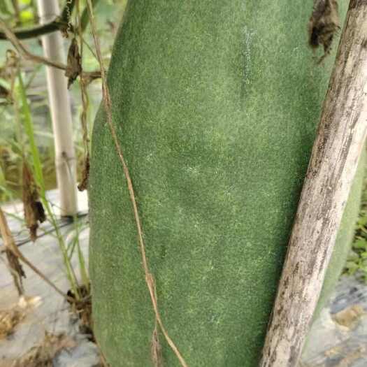 梅州黑皮冬瓜  黑皮大量供应，价格便宜，欢迎实地考察