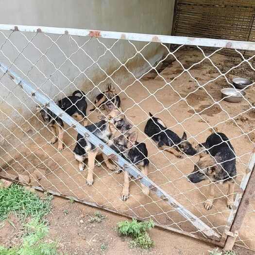 肥城市黑背牧羊犬四个月三针疫苗已全