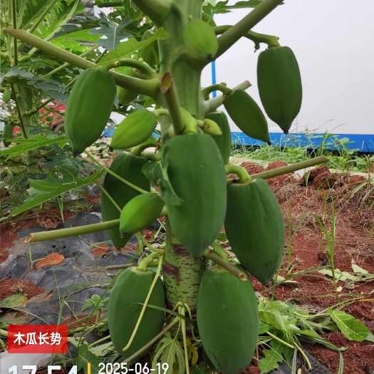 横州市青木瓜（7月10日上市）