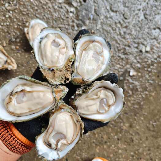 湛江生蚝湛江白蚝烧烤生蚝