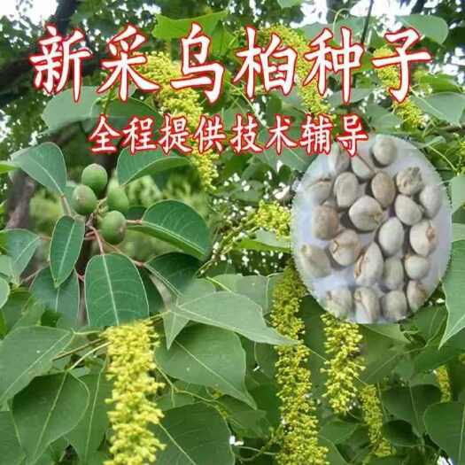 沭阳县乌桕种子新采乌桕树苗种籽子山乌桕腊子树桕子木子树林木包邮散装